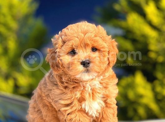 F1 Orji̇nal Malti̇poo Yavrular görsel