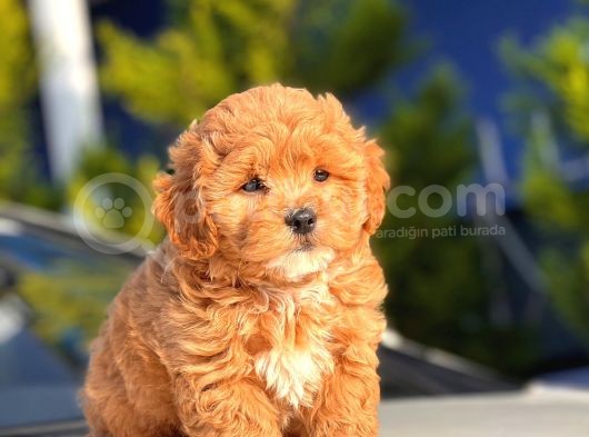 F1 Orji̇nal Malti̇poo Yavrular