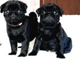 Orjinal 0 Burun Gül Kuyruk Pug Mops siyah ve krem yavrular