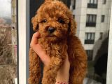 Aşılı Pasaportlu ToyPoodle Bebekler