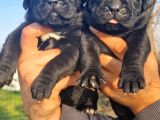 Siyah Cane Corso Yavrular