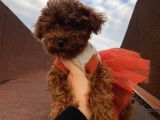 Üst Kalite Poodle Bebekler