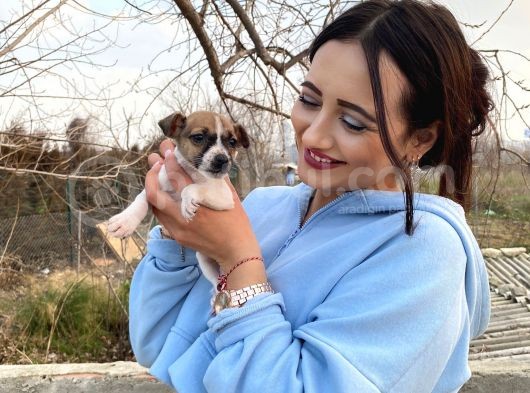 Jack Russel Bebeğim