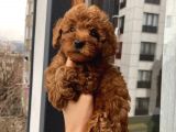 Aşılı Pasaportlu Toypoodle Bebekler