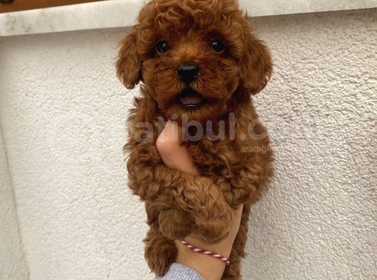 Üst Kalite Poodle Bebekler görsel