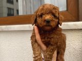 Üst Kalite Poodle Bebekler