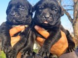Siyah Cane Corso Yavrular
