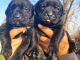 Siyah cane corso yavrular