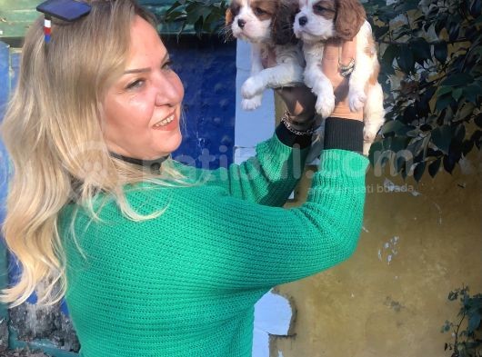 Bebek Gibi Tatlı  Sevimli Cavalier King Charles Yavrularımız görsel