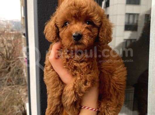 Ev Doğumlu Poodle Bebeklerimiz görsel