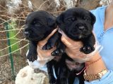 Siyah Inci  Labrador Yavrularımız