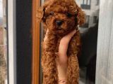 Aşılı Pasaportlu Toypoodle Bebekler