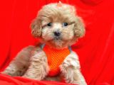 Orji̇nal Malti̇po Yavrular