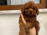 Üst Kalite Poodle Bebekler