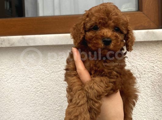 Üst Kalite Poodle Bebekler görsel
