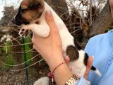 Jack Russel Bebeğim