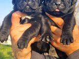 Siyah Cane Corso Yavrular