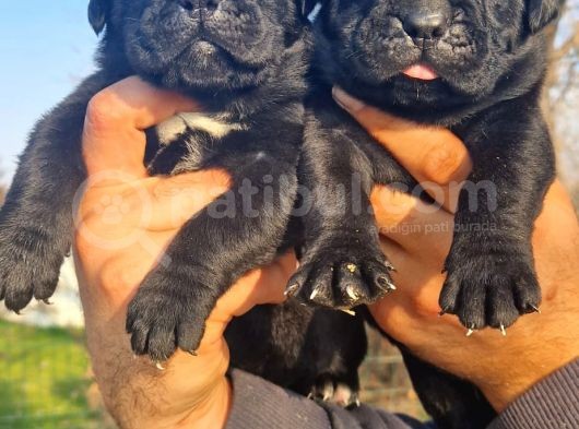 Siyah Cane Corso Yavrular görsel