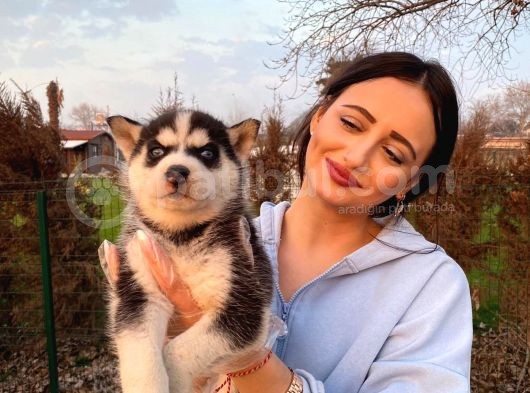 Mavi Gözlü Maskeli Husky Bebeğim