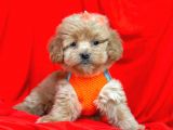 Orji̇nal Malti̇po Yavrular