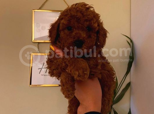 Red Brown Toy Poodle Yavrular