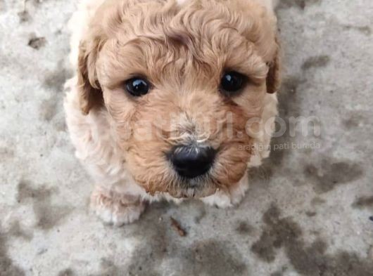 %100 Irk Garanti̇li̇ Malti̇poo Yavrularimiz