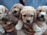 %100 Irk Garanti̇li̇ Malti̇poo Yavrularimiz