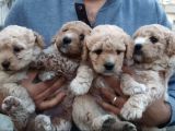 %100 Irk Garanti̇li̇ Malti̇poo Yavrularimiz