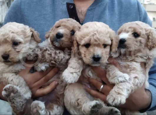 %100 Irk Garanti̇li̇ Malti̇poo Yavrularimiz görsel