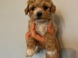 Sağlık Ve Irk Garantili Toy Poodle Yavrularımız
