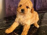 Sağlık Ve Irk Garantili Toy Poodle Yavrularımız