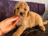 Sağlık Ve Irk Garantili Toy Poodle Yavrularımız