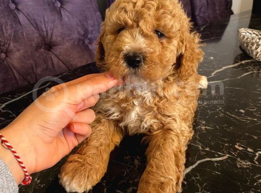 Sağlık Ve Irk Garantili Toy Poodle Yavrularımız görsel