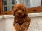 Sağlık Ve Irk Garantili Toy Poodle Yavrularımız