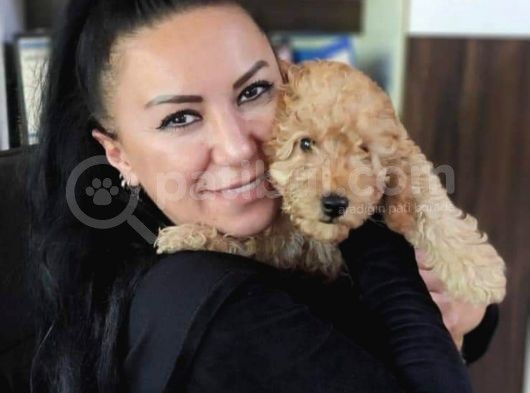 %100 Irk Garanti̇li̇ Toy Poodle Yavrularimiz