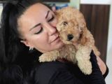 %100 Irk Garanti̇li̇ Toy Poodle Yavrularimiz