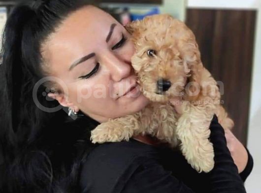 %100 Irk Garanti̇li̇ Toy Poodle Yavrularimiz görsel