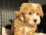 Anne Altindan Maltipoo Bebekler