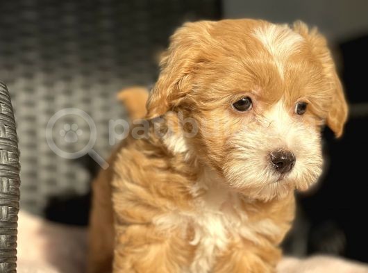 Anne Altindan Maltipoo Bebekler görsel