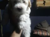 Maltes Terrier Yavrulari Orjinal