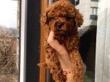 Aşılı Pasaportlu Poodle Bebekler