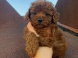 Ev Doğumlu Poodle Bebeklerimiz