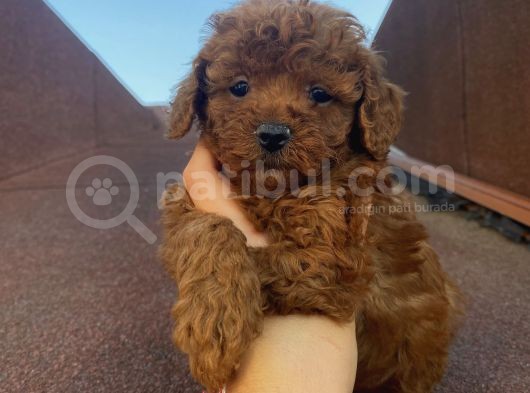 Ev Doğumlu Poodle Bebeklerimiz görsel