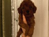 Sağlık Ve Irk Garantili Poodle Bebekler