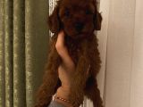 Sağlık Ve Irk Garantili Poodle Bebekler