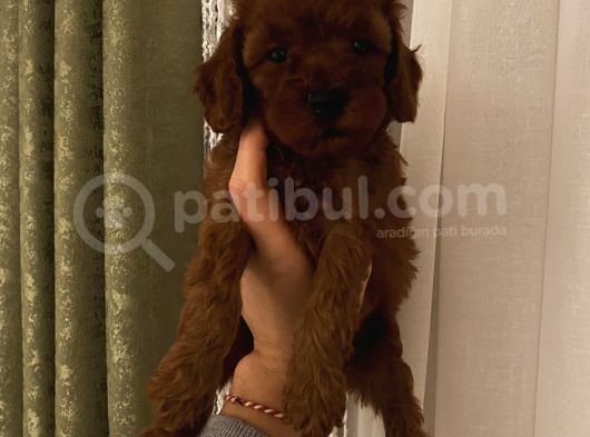 Sağlık Ve Irk Garantili Poodle Bebekler