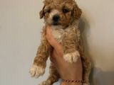 Poodle Bebeklerimiz