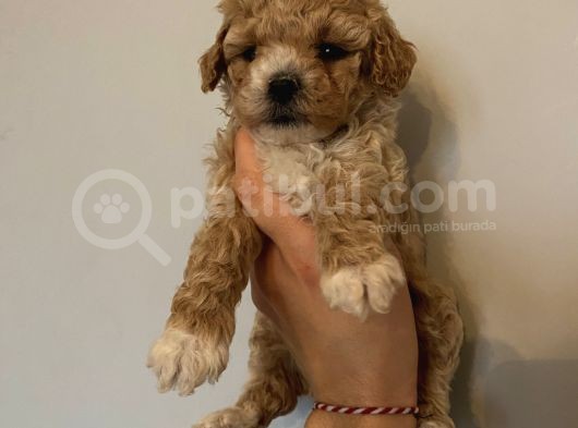 Poodle Bebeklerimiz görsel