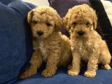 Çocuklarınıza En İyi Arkadaş Poodle Bebekler