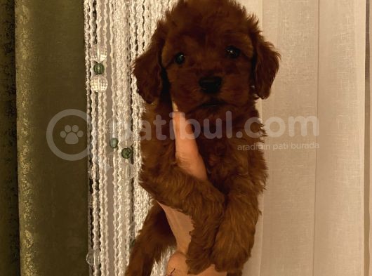 Darkredbrown Poodle Bebişler görsel
